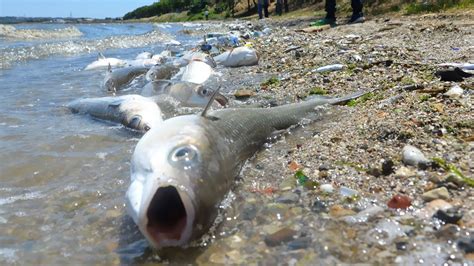 Arjantin’de Ölü Balık, Ölü İnekler ve Ölü Ürünler